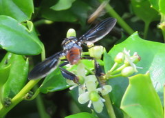 Trichopoda lanipes