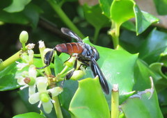 Trichopoda lanipes