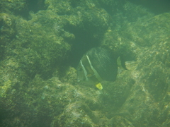 Acanthurus guttatus