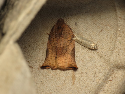 Large Fruit-tree Tortrix photo 4