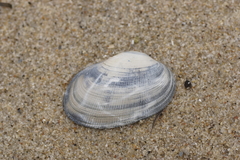 Venerupis galactites