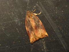 Archips podana