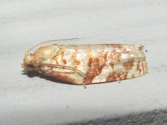 Archips georgiana