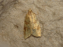 Aleimma loeflingiana