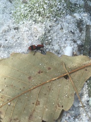 Dasymutilla occidentalis