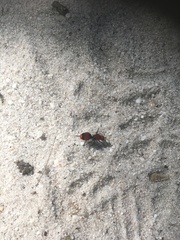 Dasymutilla occidentalis