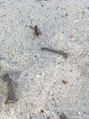 Dasymutilla occidentalis