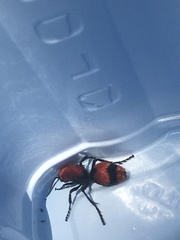 Dasymutilla occidentalis