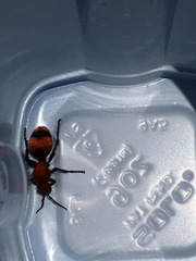 Dasymutilla occidentalis