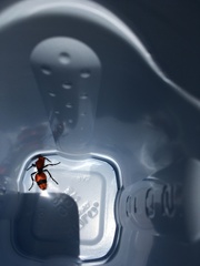 Dasymutilla occidentalis