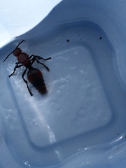 Dasymutilla occidentalis