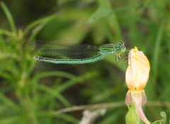 Paracercion plagiosum