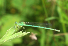 Paracercion plagiosum