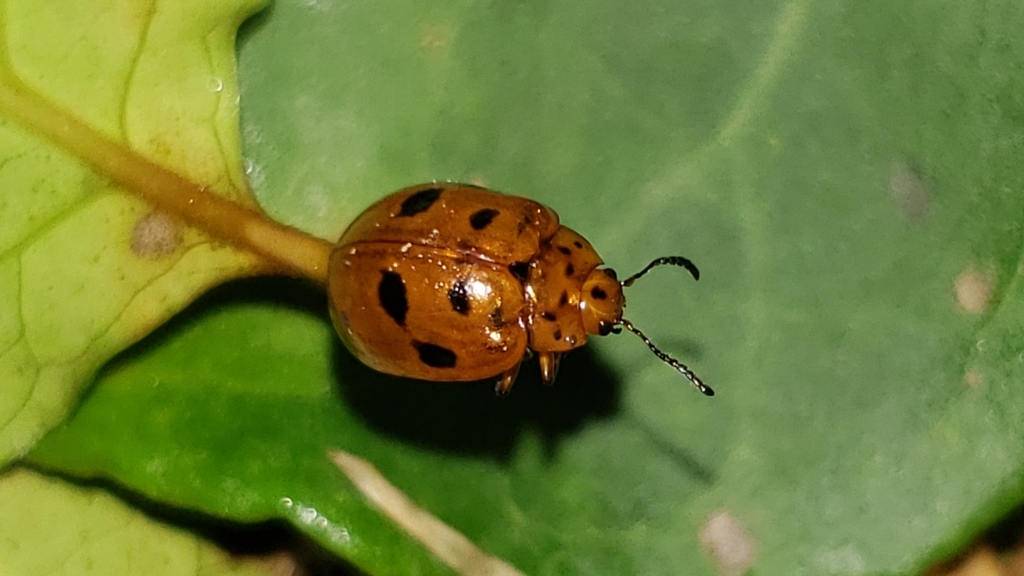 Plagiodera bistripunctata