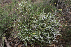 Cyanothamnus anemonifolius anemonifolius
