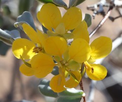 Senna artemisioides helmsii