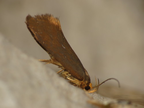 Golden-brown Tubic