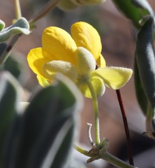 Senna artemisioides helmsii