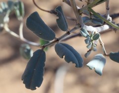 Senna artemisioides helmsii