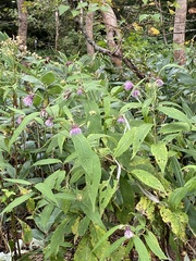 Cirsium norikurense