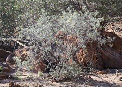 Senna artemisioides helmsii