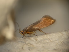 Crassa unitella