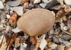 Katelysia rhytiphora