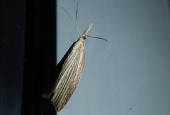 Microdes epicryptis