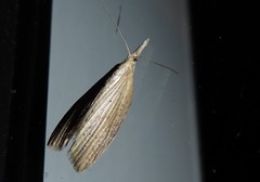 Microdes epicryptis