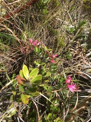 Bejaria