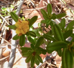 Hibbertia bracteata