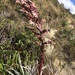 Puya parviflora - Photo (c) moni_d, algunos derechos reservados (CC BY-NC)