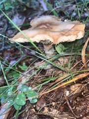 Fungi