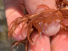 Sarcodiotheca