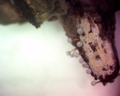 Physarum globuliferum