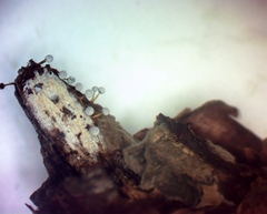 Physarum globuliferum