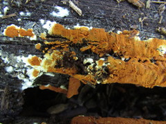 Botryobasidium simile