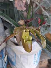 Phragmipedium