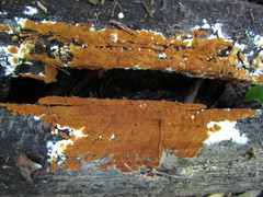 Botryobasidium simile