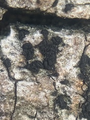 Hysterium angustatum