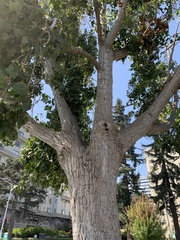 Hysterium angustatum