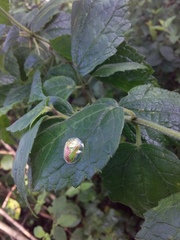 Coptocycla dorsoplagiata