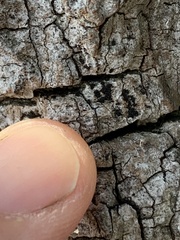 Hysterium angustatum