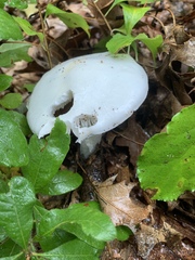 Fungi