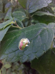 Coptocycla dorsoplagiata