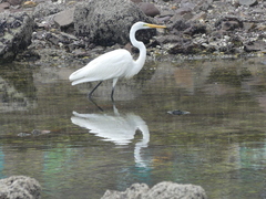 Ardea alba