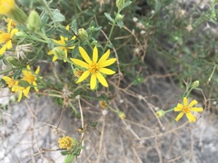 Heterotheca cinerascens