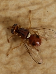 Bactrocera oleae