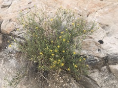 Heterotheca cinerascens