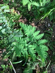 Gymnocarpium dryopteris